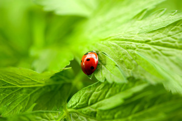 Little ladybird on perfect green leaves