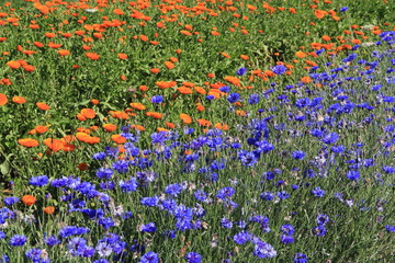 champ de soucis et bleuets