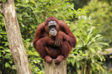 Fototapeta premium orangutan