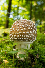 junger Pantherpilz ( giftig )