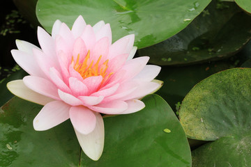 Macro close up petal  lotus flower.