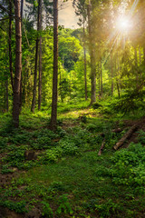 forest glade in  shade of the trees at sunset © Pellinni