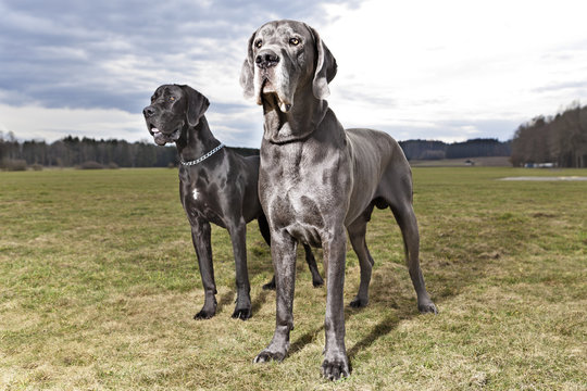 Deutsche Doggen