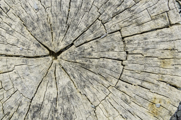 Old tree stump texture with cracks.