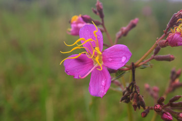 purple Malabar flower