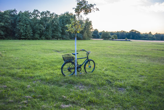 Bike Leaning On Tree