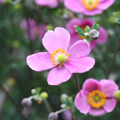 Fototapeta na wymiar anemone giapponese rosa_ giardino