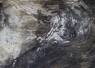 big trunk for background