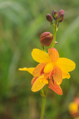 Obraz premium Spathoglottis lobbii Lindl flower