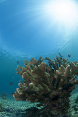 Fototapeta na wymiar サンゴと太陽