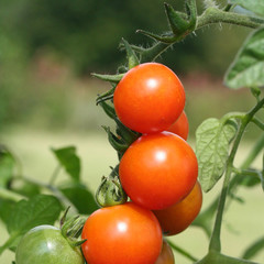 pomodori ciliegini rossi su ramo