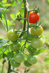 pomodori ciliegini rossi su ramo