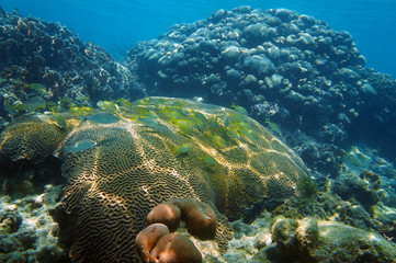 Underwater coral reef with fish in Caribbean sea