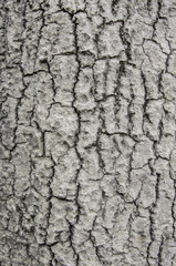 Texture of tree bark.