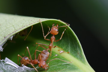 Ants walk on the leaf