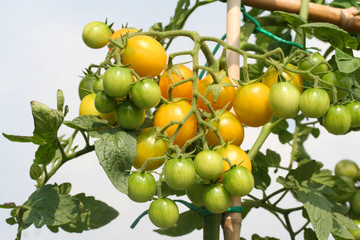 pomodori gialli su ramo_ orto