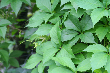 vite americana rampicante_ giardino