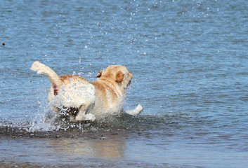 a labrador swimming in the sea