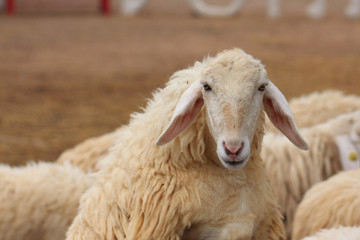 Sheep Farm in Thailand