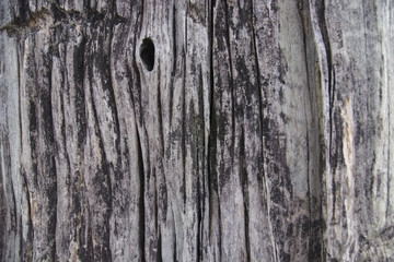 big trunk for background