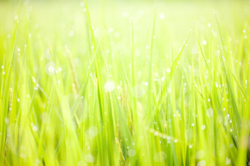 朝日を受けて光る稲穂