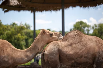 Photo sur Plexiglas Chameau camel
