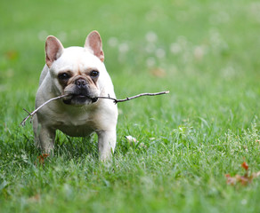 dog playing with stick
