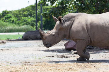Obraz premium A White Rhinoceros calf in zoo