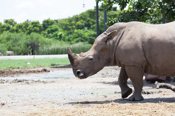 A White Rhinoceros calf in zoo