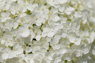 白いアジサイの花