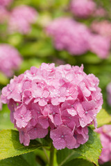 ピンクのアジサイ