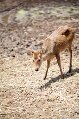 Young Fallow Deer over blurred background