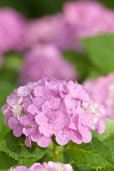 ピンクのアジサイ