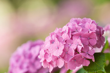 ピンクのアジサイ