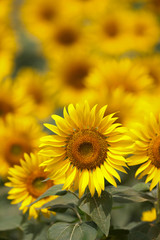 Fototapeta premium ヒマワリの花