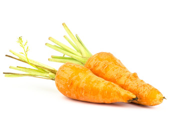 Carrot
