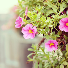 Flowers - instagram filter