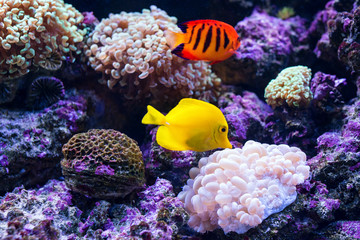 Fototapeta na wymiar Tropical fishes swim near coral reef. Selective focus