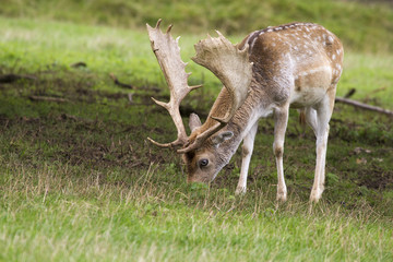 Fallow Deer