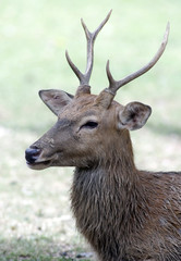 Roe deer