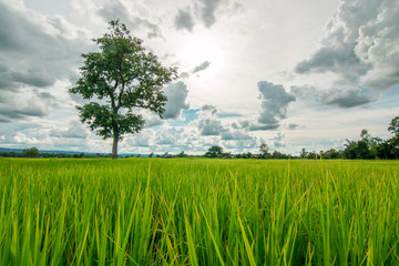 Fototapeta na wymiar rice field