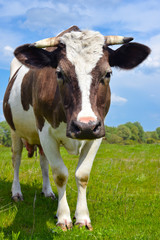 The portrait of young cow