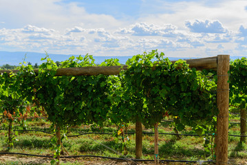 green wine grapes ripening on the vine