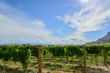 Fototapeta na wymiar green wine grapes ripening on the vine