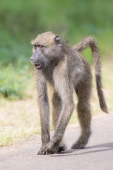 Baboon walking along a road looking for trouble