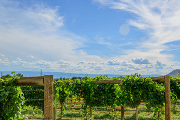 green wine grapes ripening on the vine © Casey E Martin