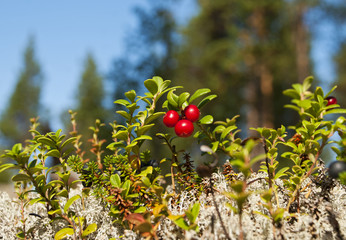Foxberry