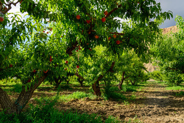 fresh peaches ripening on the orchard tree