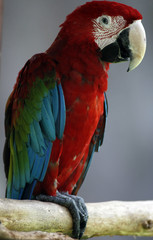Red-and-green Macaw bird