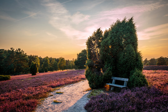 L&uuml;neburger Heide; Bank im Sonnenuntergang